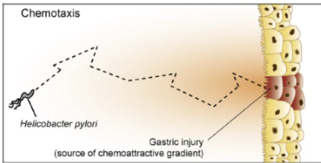 Figure 1.6 – Schéma qui montre le processus de chimiotaxie chez la bactérie H. pylori dans le but d’atteindre une blessure dans l’estomac.
