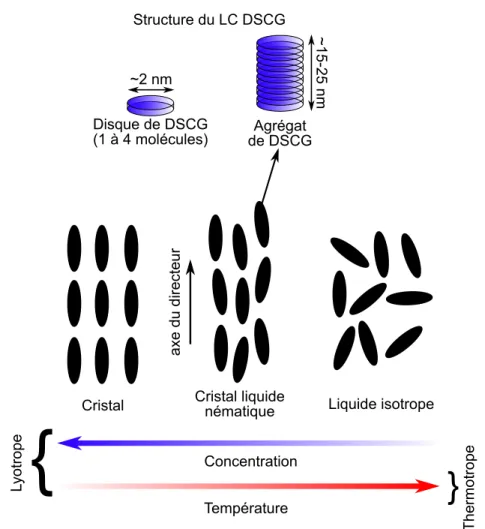 Figure 1.9 – Structure d’un cristal liquide nématique. Les flèches en bas pointent vers l’augmentation de la concentration ou de la température.