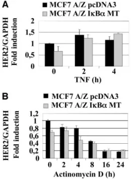 Fig. 2. HER-2 mRNA expression and stability. A, pcDNA3 or I ␬ B ␣ MT MCF7 A/Z cells were stimulated by tumor necrosis factor ␣ (TNF- ␣ ; 100 units/ml) for the indicated times
