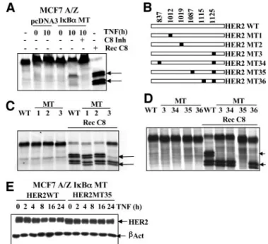 Fig. 9. Identification of the HER-2 cleavage sites. A, pcDNA3 and I ␬ B ␣ MT MCF7 A/Z cells were stimulated with TNF- ␣ (100 units/ml) for 10 h or left untreated, and hypotonic extracts were prepared