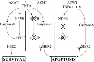 Fig. 10. HER-2 expression and cell survival. A, I ␬ B ␣ MT MCF7 A/Z cells were transfected with an empty vector or expression vectors encoding wild-type HER-2 (HER-2WT) or the double mutant (HER-2MT35)