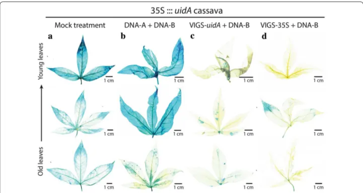 Fig. S7C). In addition, an endogenous root-expressed  gene coding for a lysin motif (LysM) receptor kinase  (Manes.12G071800) and present on a cassava genomic  scaffold associated with the CMD2 locus [38], was  tar-geted with a VIGS construct containing a 