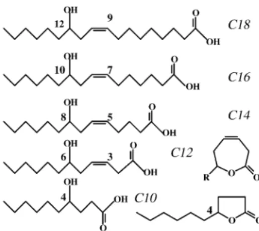 Fig. 1 Intermediates detected during the degradation of ricinoleic acid. R: C 6 H 13