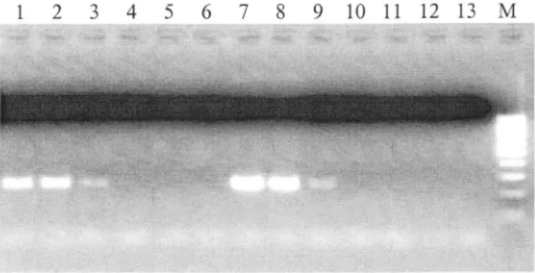 Figure 3:  Detection  of  ASPV  in 2  crude extracts  (A  and  B) from  apple  twigs  and  revelation  on  2%o  agarose  gel  after   RT-PCR