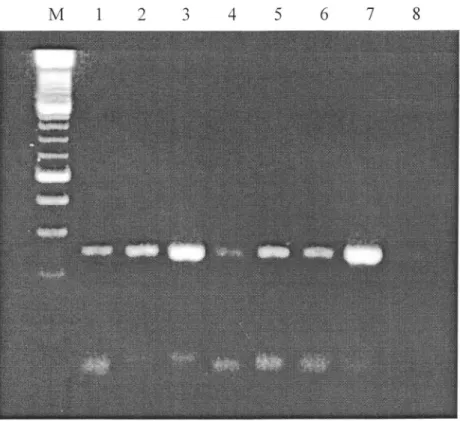 Figure  l:  RT-PCR  Detection  of  ASPV  in  crude  extract  prepared  from apple  twigs  following  the &#34;universal&#34;  patented  protocol