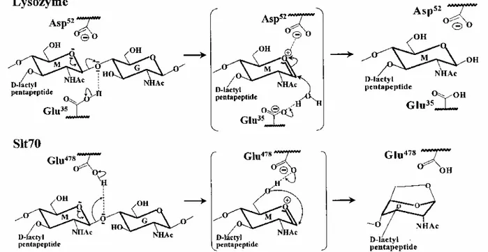 Fig. 6. Glutamic acid-assisted glycosyl transfer reactions catalysed by hen egg white lysozyme and E