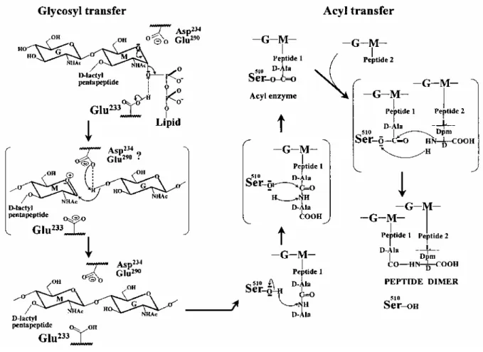 Fig. 8. Functioning of the catalytic, Glu-233 glycosyl transferase and Ser-510 acyl transferase modules of the wall peptidoglycan-polymerizing PBP1b of E