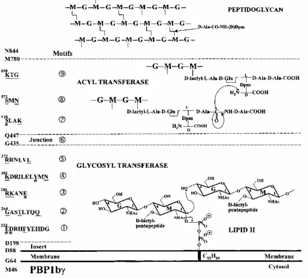 Fig. 1. Modular design of E. coli PBP1b and transfer reactions involved in the conversion of the C 55 H 89  lipid- lipid-transported disaccharide pentapeptide units into polymeric peptidoglycan
