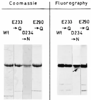 Fig. 2. SDS-PAGE analysis of the purified, His tag (M46-N844) PBP1bγ (Wt) and Glu-233→Gln, Asp-234→Asn and Glu-290→Gln PBP mutants