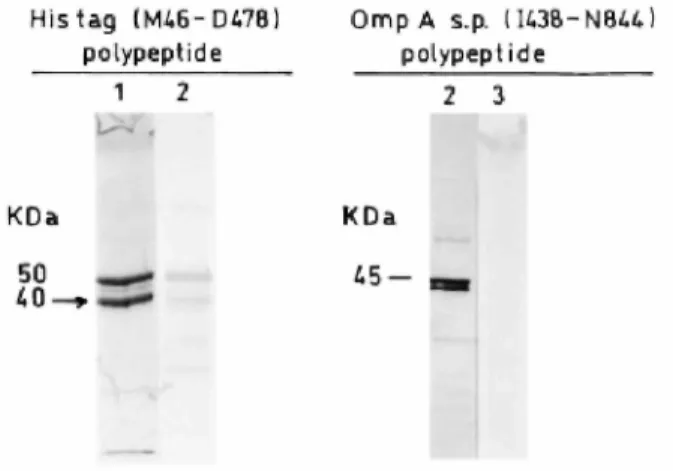 Fig. 4. SDS-PAGE analysis of the His tag (M46-D478) polypeptide (1, 8 µg of proteins as obtained after Ni 2+ - -NTA agarose chromatography; 2, cell extract from 100 μl of culture at OD = 0.8) and the OmpA signal peptide transported I438-N844 polypeptide (3