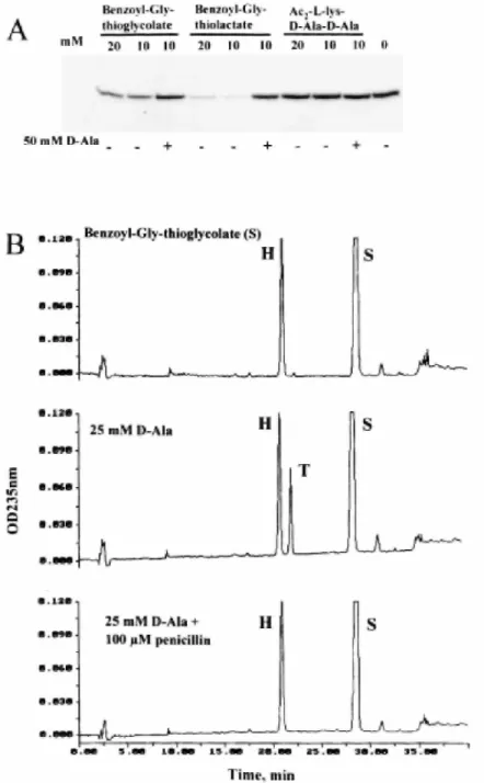 Fig. 5. Acyl transfer activities of His tag (M46-N844) PBP1bγ. A. SDS-PAGE analysis. Effects of preincubation of the PBP with bisacetyl L -lysyl- D -alanyl- D -alanine, benzoylglycylthiolactate and benzoylglycylthiolglycolate on subsequent binding of [ 3 H