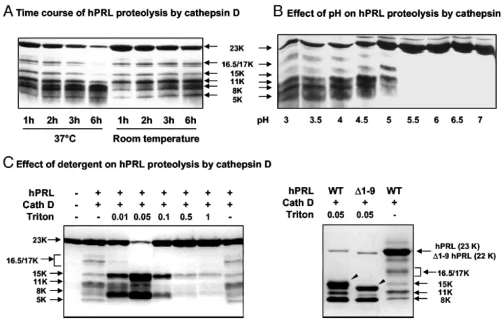 Fig. 5: Efficiency of hPRL Proteolysis by Cathepsin D 