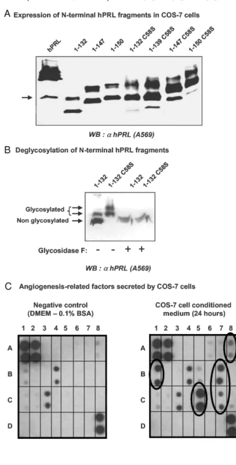 Fig. 6: Expression of 15-17K hPRL Fragments in COS-7 Cells 