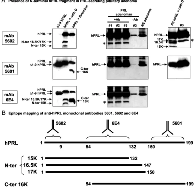 Fig. 9: N-Terminal hPRL Fragments Are Detected in Human Pituitaries 