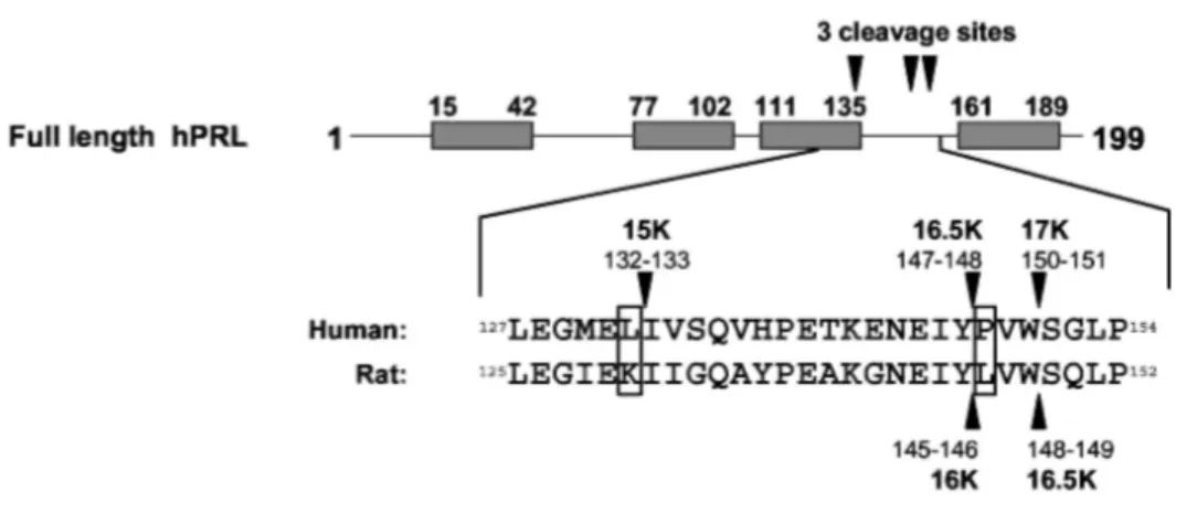 Fig. 4: Site-Directed Mutagenesis in Cathepsin D Cleavage Sites 