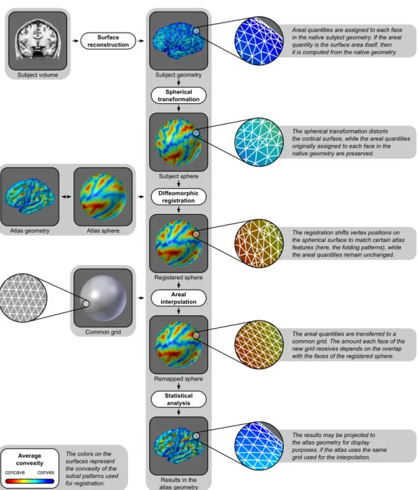 Figure 2.3: Diagram of the steps to analyse the cortical surface area. For clarity, the colors represent the convexity of the surface, as measured in the native geometry.