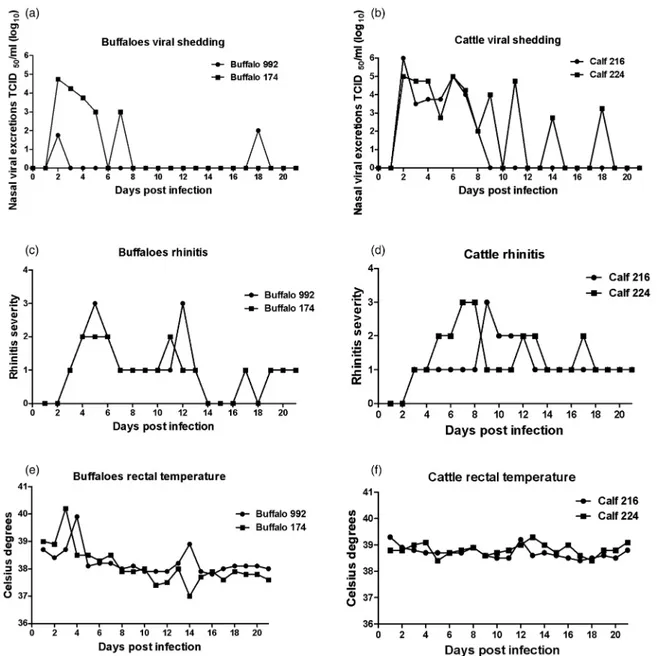 FIG 1: Nasal virus shedding (a and b) rhinitis (c and d) and rectal temperature (e and f ) in two buffaloes (992 and 174) and two cattle (216 and 224) infected with bubaline herpesvirus 1 (BuHV1) (20287N strain)