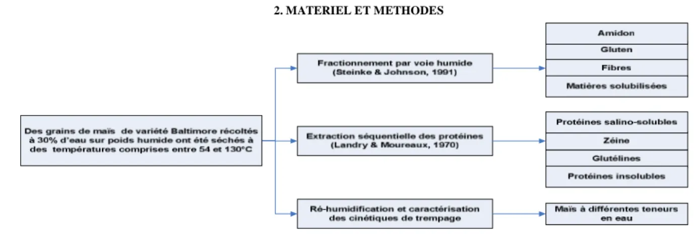 Tableau 1 :  Influence de la température de séchage sur  le fractionnement par  voie humide        Tableau 3: Modélisations de l’aptitude au fractionnement (y)  du  maïs en  fonction de la température (x) de séchage 