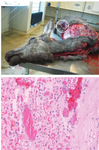 FIG 2: Gross  postmortem view  showing the sectioned  paracostal mass (circle)