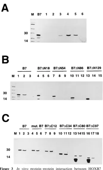 Figure 3 In vitro protein±protein interaction between HOXB7 and CBP. (a) The in vitro translated wild-type HOXB7 gene product (`B7') was incubated with the CBP`1' (lane 1),  CBP`2' (lane 2), CBP`3' (lane 3), CBP`4' (lane 4),  GST-CBP`5' (lane 5) or with th