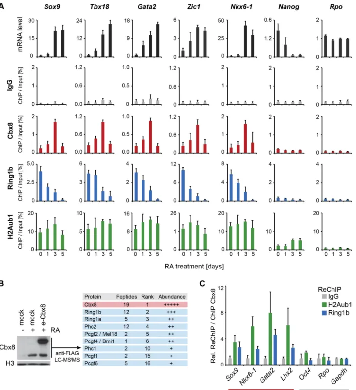 Fig. 5. Cbx8 is part of a PRC1 complex and transiently bound to activated genes. (A) Time course of RA-induced differentiation of ES cells.