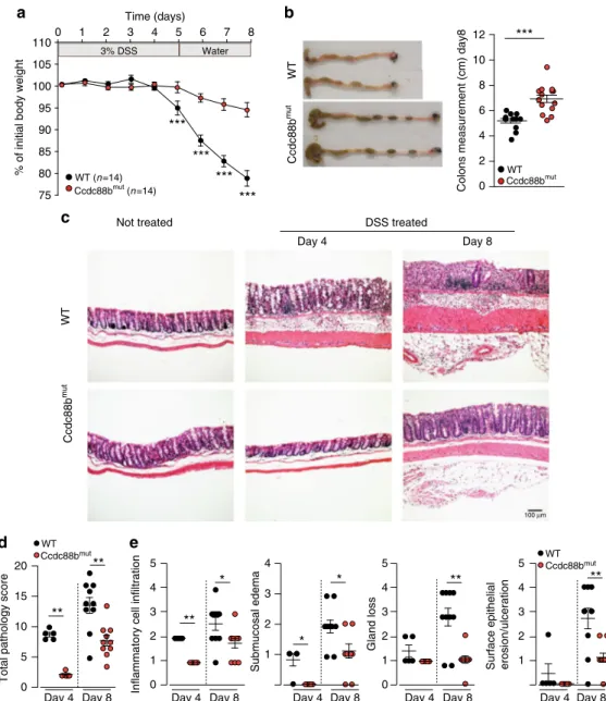 Fig. 2 Loss of Ccdc88b protects against DSS-induced colitis. a WT (n = 14) and Ccdc88b mut mice (n = 14) were treated with DSS (see legend to Fig