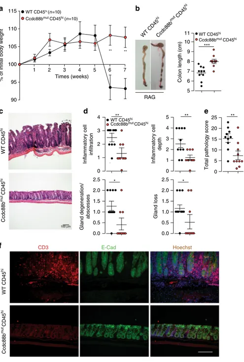 Fig. 4 T cell – driven intestinal in ﬂ ammation is attenuated in the absence of Ccdc88b