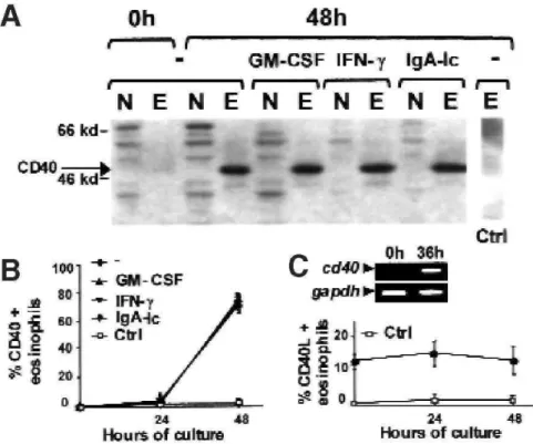 FIG 1:  Eosinophils spontaneously express CD40 when cultured. A, Blood eosinophils (E) and neutrophils (N) from healthy subjects were  cultured in the presence or absence of IFN-γ, GM-CSF, or IgA-Ic for 0, 24, 36, or 48 hours