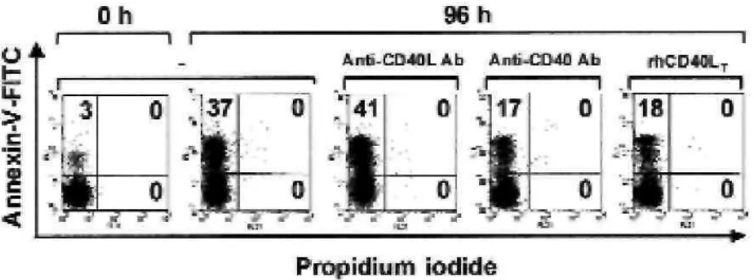 FIG 2:  CD40 ligation enhances survival of cultured blood eosinophils. Blood eosinophils from healthy subjects were cultured for 48 hours  before treatment with either neutralizing anti-CD40L antibodies (1:200 dilution), agonistic anti-CD40 antibodies (1:2