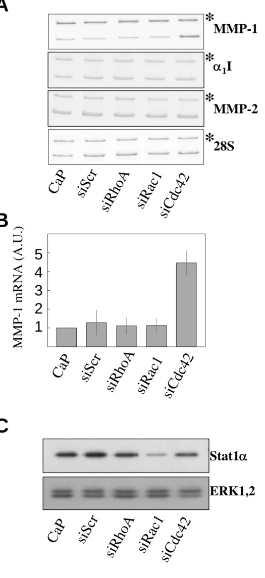 Fig. 4ERK1,2Stat1αMMP-128SsiScrCaPsiRac1siRhoAsiCdc42BMMP-1 mRNA (A.U.)54321siScrCaPsiRac1siRhoAsiCdc42MMP-2α1I****siScrCaPsiRac1siRhoAsiCdc42C