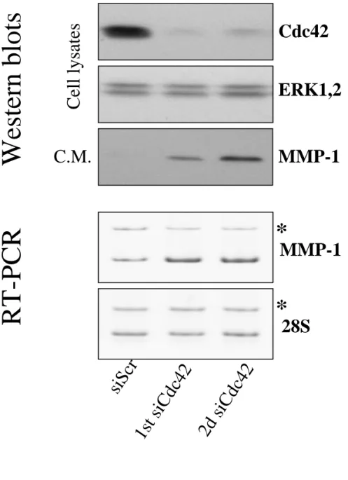 Fig. 5CelllysatesMMP-1C.M.ERK1,2siScr1st siCdc422d siCdc42*28SMMP-1*Western blotsRT-PCR