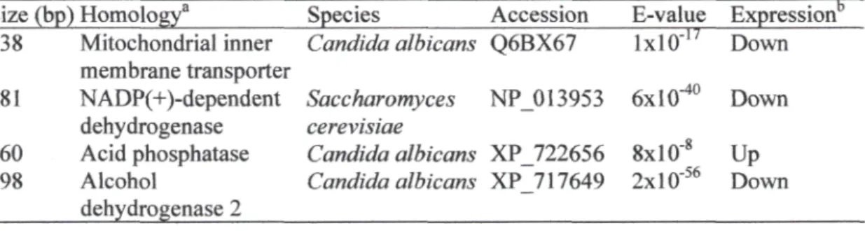 Table 1. Séquence analysis of Candida oleophila strain O fragments identifïed by cDNA- cDNA-AFLP and validated by RT-PCR.
