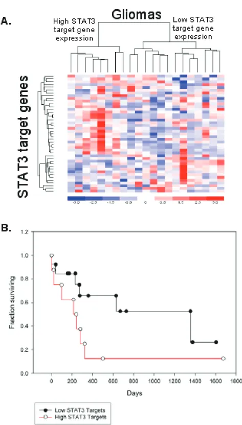 Figure 2. STAT3 target gene expression is associated with a shorter survival in gliomas