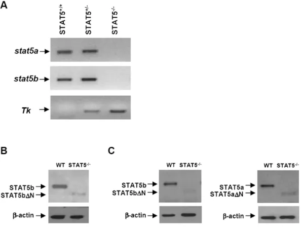 Figure 8. Characterization of wild-type and STAT5 2/2 C57Bl/6 mice. (A) Tail DNA from STAT5 +/+ , STAT5 +/2 , and STAT5 2/2 C57Bl/6 mice was prepared and PCR were performed to amplify wild-type stat5a and stat5b DNA as well as the TK cassette