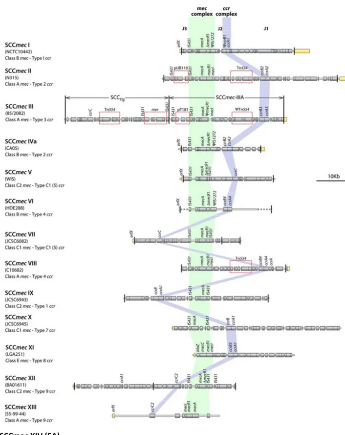 Figure 5. Types de la cassette chromosomique staphylococcique mec (SCC mec ) (Baig et al., 2018)       SCCmec XIV (5A)  