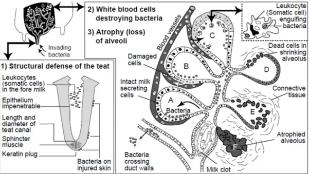 Figure  6.    Représentation  schématique  du  développement  de  la  mammite  dans  un  quartier  infecté  (Wattiaux, 1999)