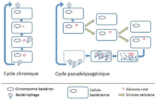 Figure 12.  Cycle chronique et cycle pseudolysogénique (Dufour, 2016)  