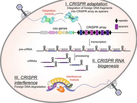 Figure 15.  Différentes étapes du système CRISPR-Cas (Semenova, Ekaterina and Severinov, 2017)  