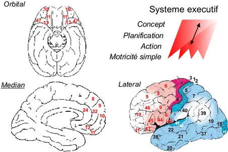 Figure 2 Cartes cytoarchitectoniques et fonctionnelles du cerveau humain. Les différentes aires du cortex  préfrontal humain et leur numérotation respective selon la classification de Brodmann (gauche)