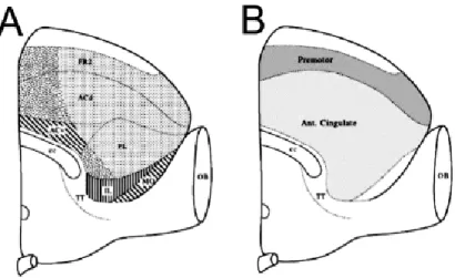 Figure 4 : Le cortex préfrontal du rat. Adapté de (Uylings et al., 2003) 