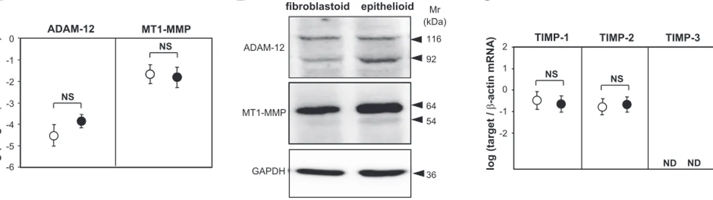 Figure 6. Cellular cholesterol levels regulate metalloproteinase-dependent shedding of LRP-1 ectodomain