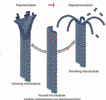 Figure I 7. Effect of paclitaxel on microtubule dynamic. Paclitaxel (in red) stabilizes microtubules and  prevents the depolymerisation