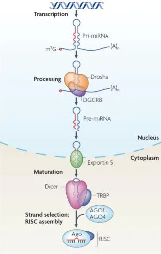 Figure I 9. MiRNA biogenesis. miRNAs are  transcribed by an RNA polymerase into an  primary transcript (pri-miRNA)