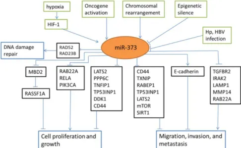 Figure I 14. Regulation network of miR-373-3p. Green boxes: upstream regulators of miR-373, black boxes: 