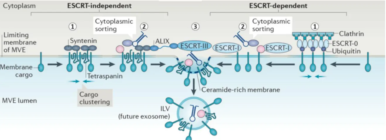 Figure I 16. Sorting mechanisms in exosomes biogenesis. Several sorting machineries are involved in the  generation of exosomes