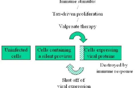 Figure  8.  Tentative  unifying  model  conciliating  immunological  and  molecular  genetics  data