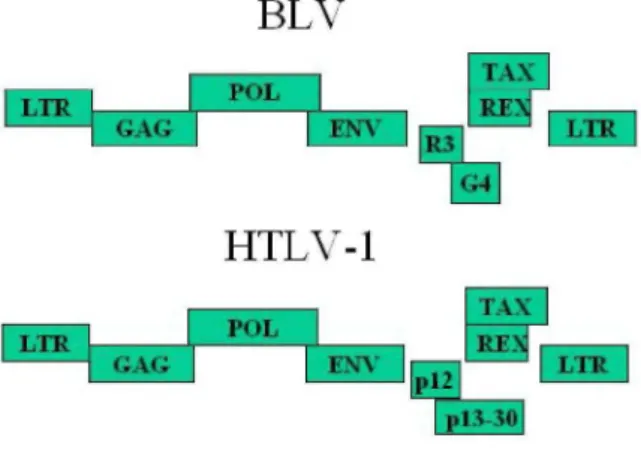 Figure 2. Schematic representation of the BLV and HTLV-1 genomic structures.  Three structural genes code for the viral  capsid (gag), the reverse transcriptase / integrase (pol) and the envelope (env)
