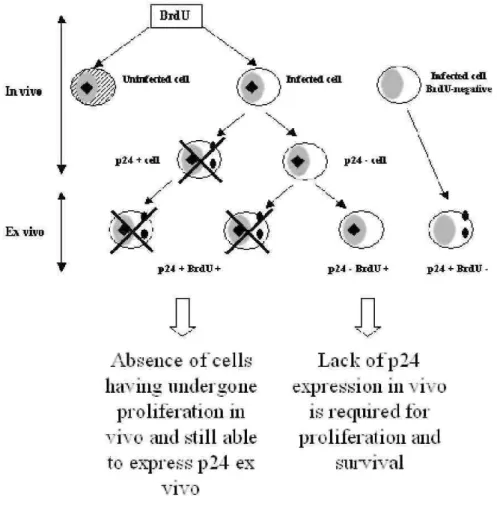 Figure 5. Schematic representation of BrdU incorporation in vivo (hypothetical) and p24 gag  labeling after short- short-term  culture  (ex  vivo)