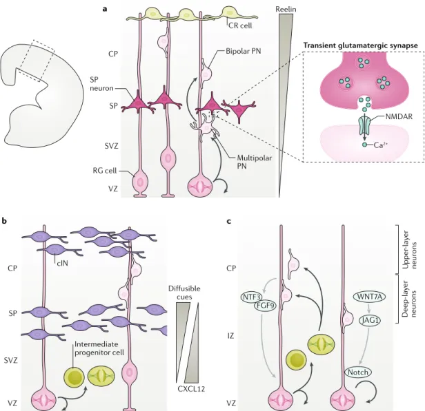 Fig. 2 | cellular crosstalk shapes cerebral cortical morphogenesis. a | At the onset of corticogenesis, projection  neurons (PNs) that are born in the ventricular zone (VZ) by asymmetric division of radial glia (RG) cells are multipolar