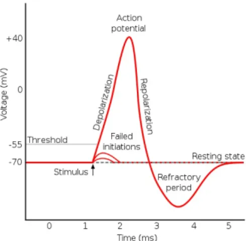 Figure 2.3 illustrates the example of a voltage-gated sodium channel. The channel has